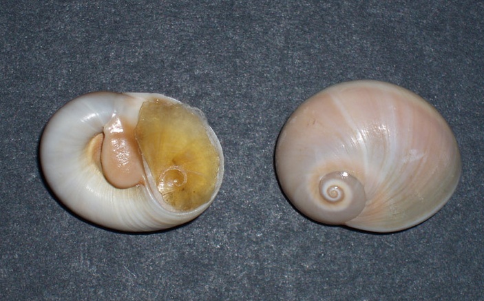 Famiglia Naticidae
